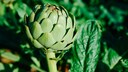 Artischocken im Garten: Artischocke mit grünen Blättern