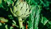 Artischocken im Garten: Artischocke mit grünen Blättern