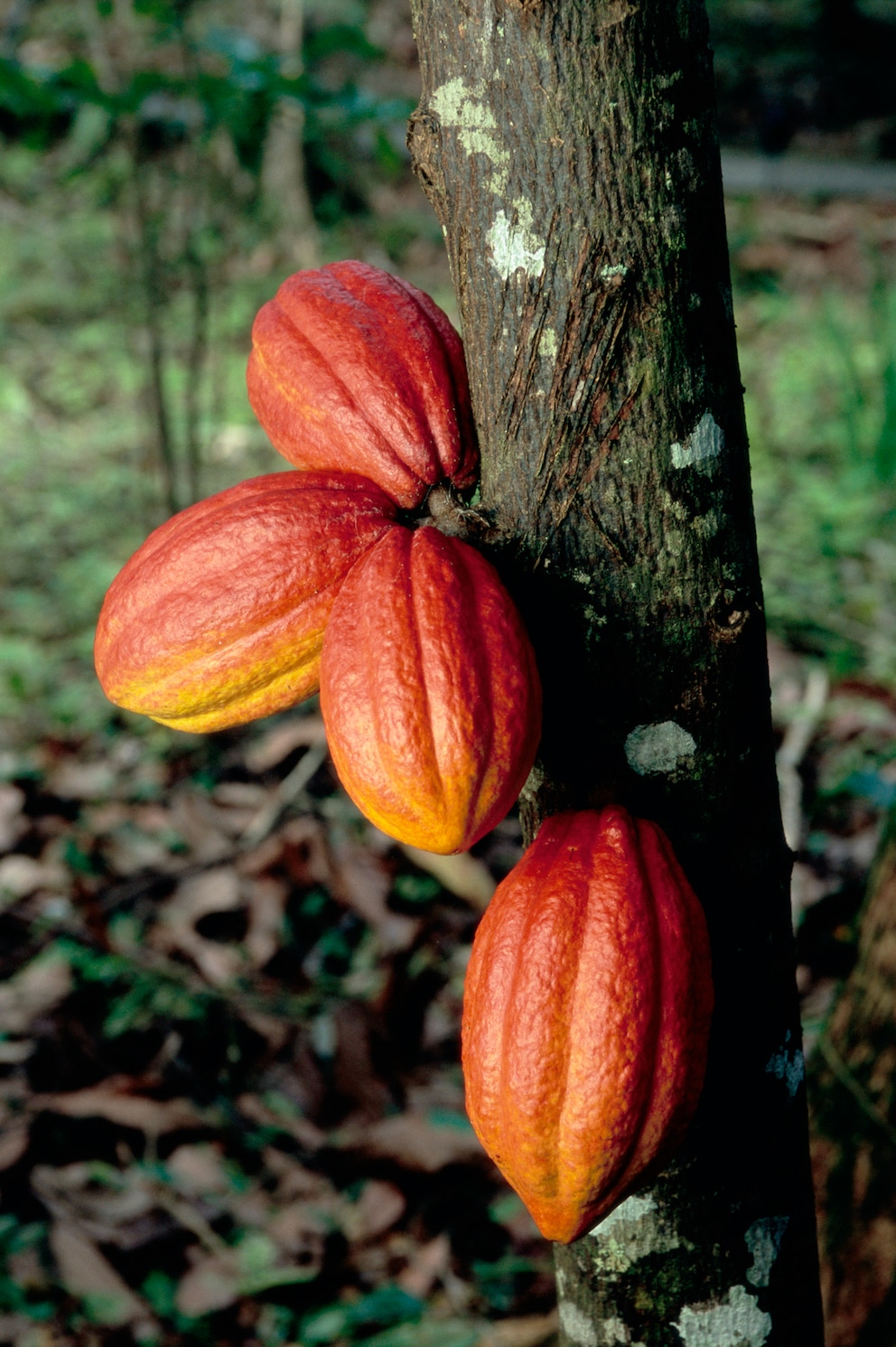 Kauliflorie am Kakaobaum