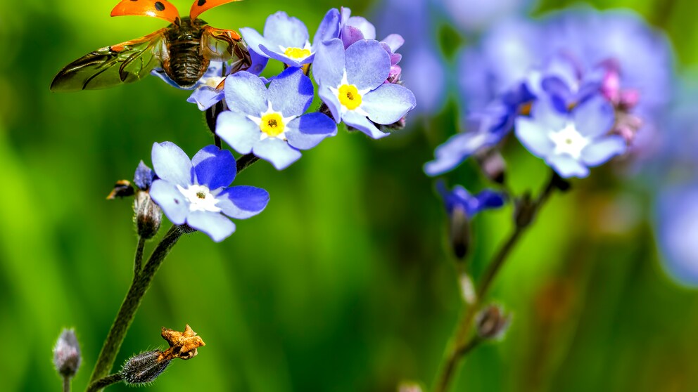 Blackbox Gardening: Ein Marienkäfer landet auf einer violetten Blüte des Vergissmeinnicht