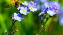 Blackbox Gardening: Ein Marienkäfer landet auf einer violetten Blüte des Vergissmeinnicht