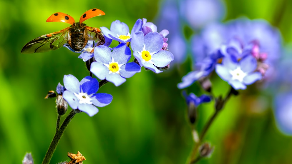 Blackbox Gardening: Ein Marienkäfer landet auf einer violetten Blüte des Vergissmeinnicht