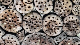 Insektenhotel mit Löchern in Baumscheiben