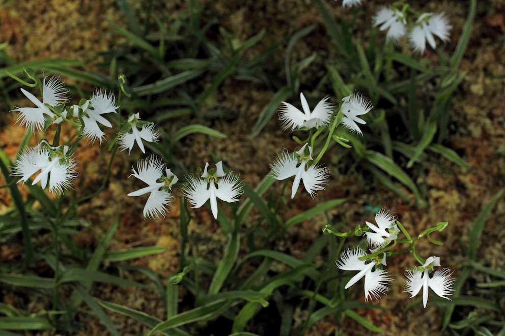 Pflanz- und Pflegetipps für die Japanische Vogelblume