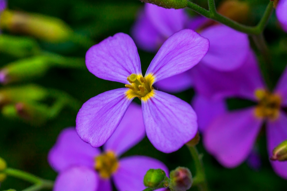 Pflanzen nicht im Garten: Violette Blüte der Nachtviole