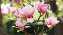 Bl&uuml;hende B&auml;ume: Magnolie