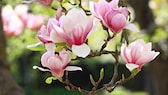 Blühende Bäume: Magnolie