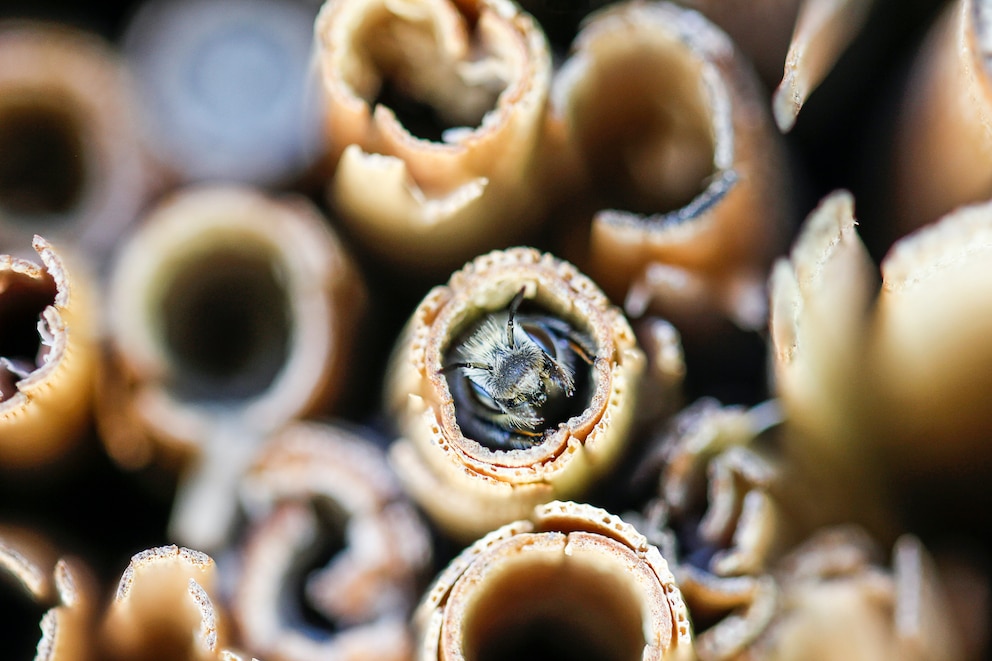 Löcher im Insektenhotel