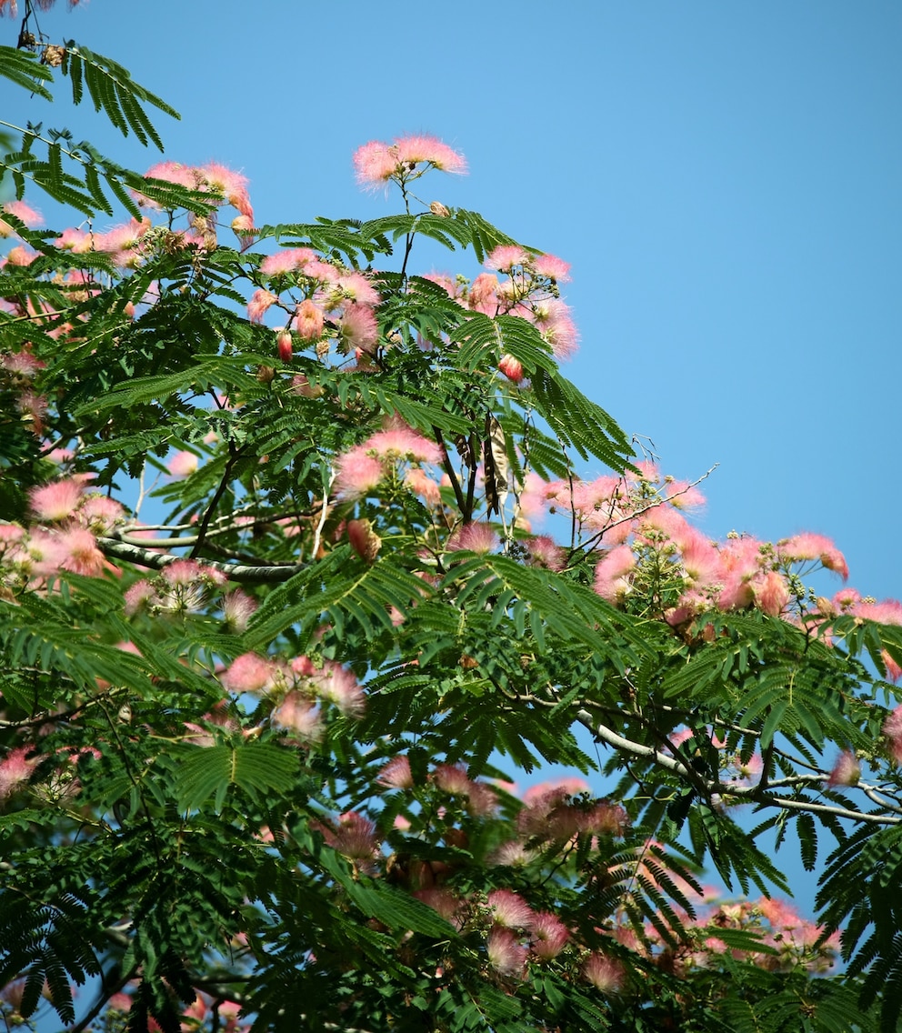 Mit ihren Pinselblüten ist die Seidenakazie eine außergewöhnliche Pflanze