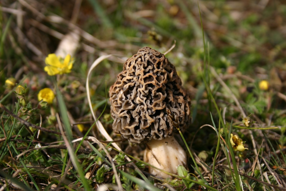 Pilze im Garten: Speisemorchel im Garten