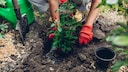 Frau pflanzt eine Rose in den Garten