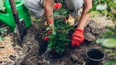 Frau pflanzt eine Rose in den Garten