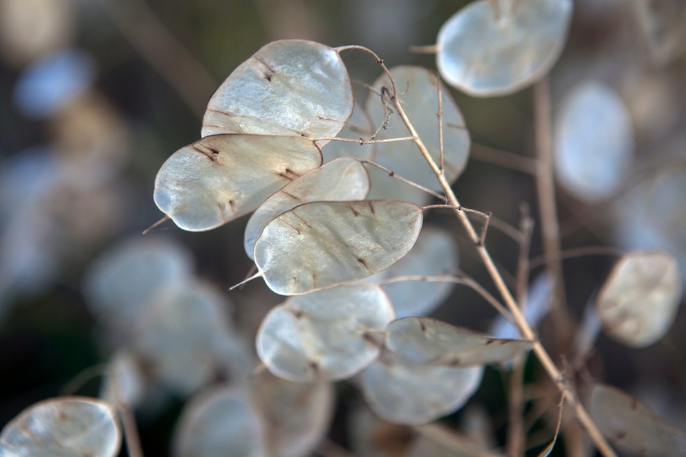 Auch das Einjährige Silberblatt ist eine außergewöhnliche Pflanze