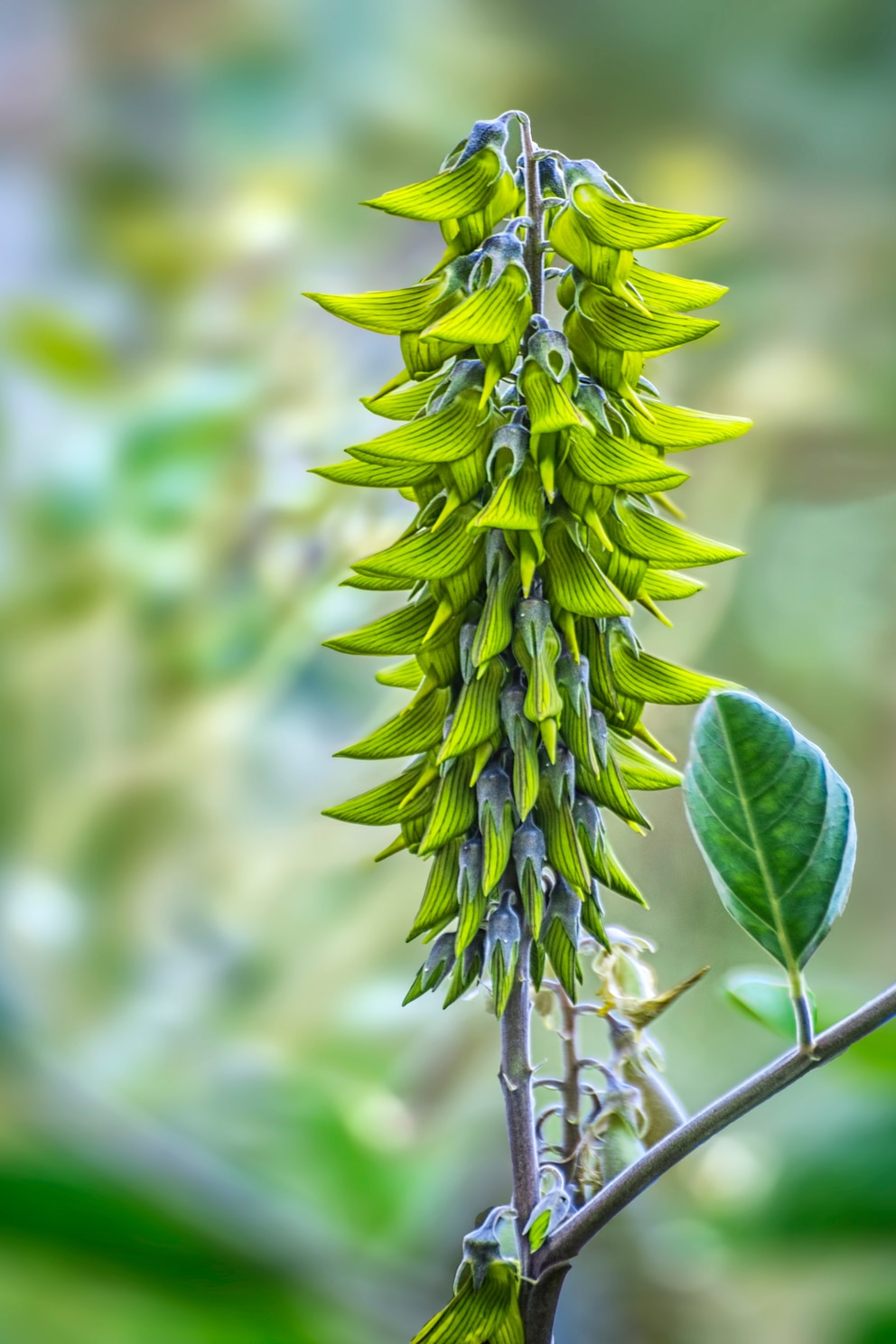 Grüne Vogelblume für Garten, Balkon und Terrasse