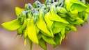 Pflanz- und Pflegetipps für die Grüne Vogelblume