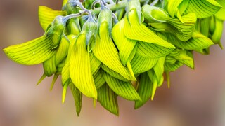 Pflanz- und Pflegetipps für die Grüne Vogelblume