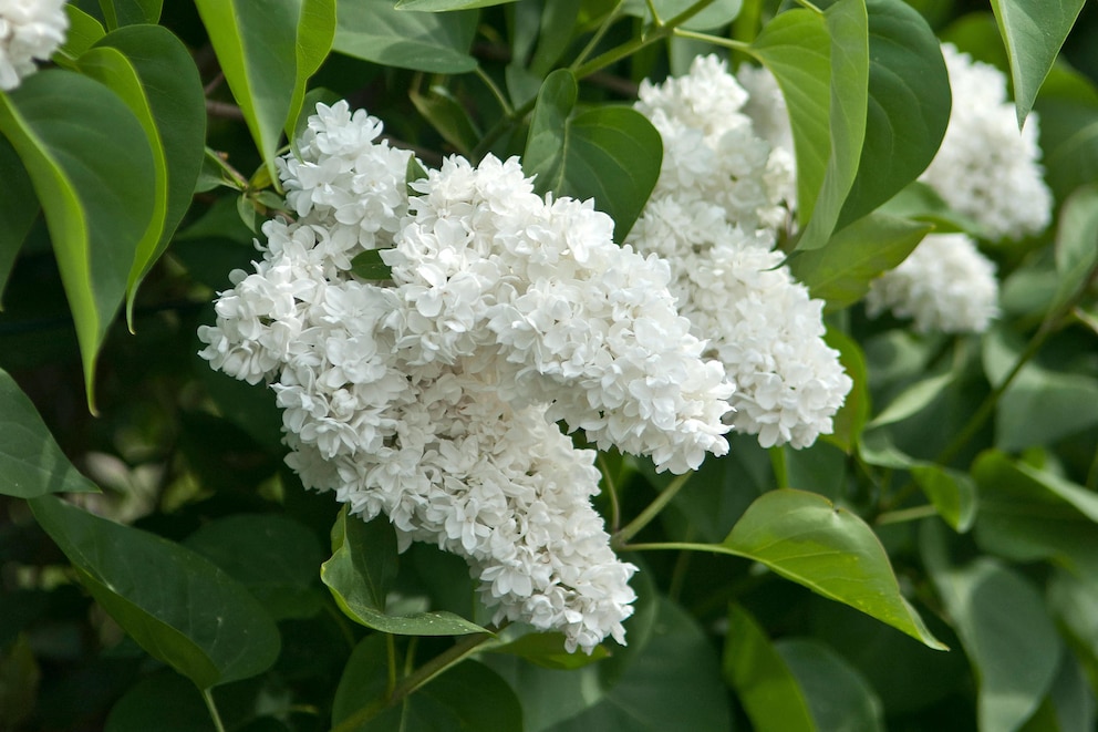 Flieder: Die Sorte Mme. Lemoine mit weißen Blüten