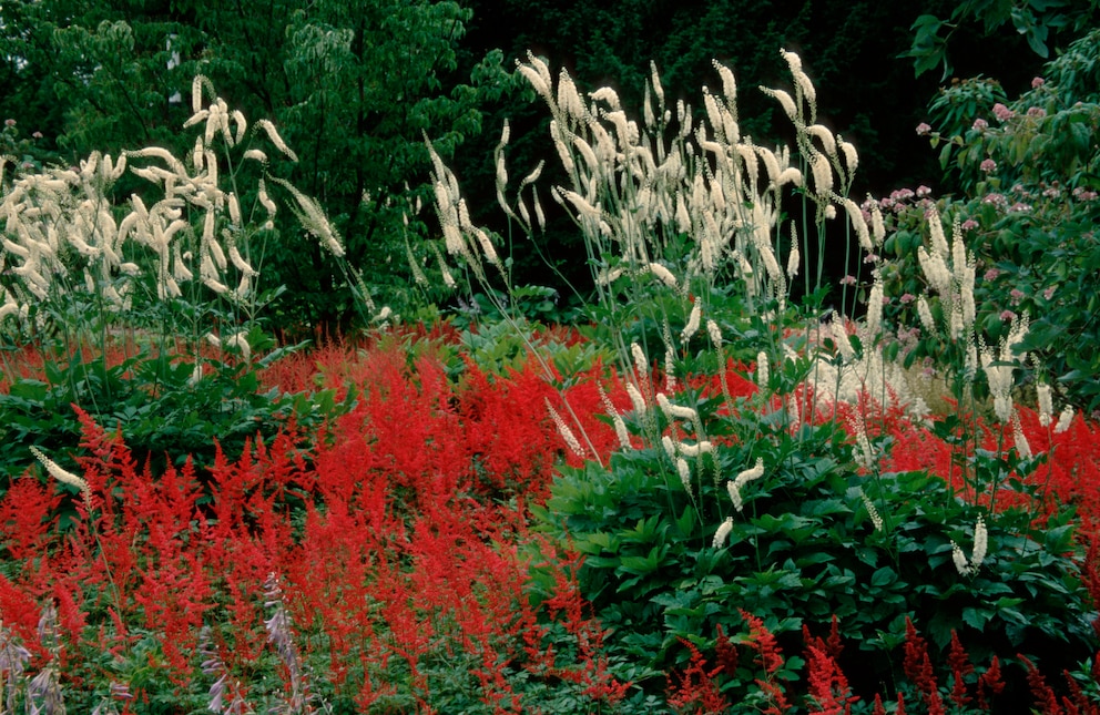 Riesenstauden Garten: Silberkerzen mit weißen Blütenkerzen