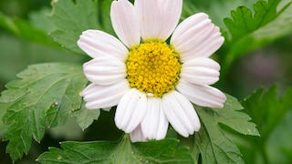 Heilkraut: Bertram mit 14-blättriger Blüte