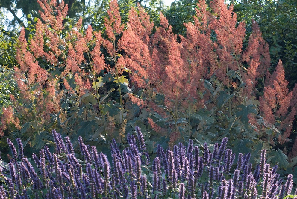 Riesenstauden Garten: Federmohn mit den hohen, zartrosa gefiederten Blüten