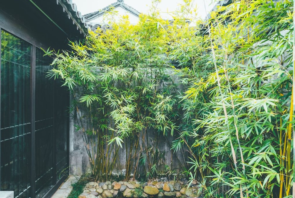 Bambus pflanzen und pflegen Tipps für Garten und Terrasse