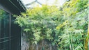 Bambus im Garten pflanze und richtig pflegen