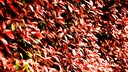 Pflanz- und Pflege-Tipps f&uuml;r die Glanzmispel im Garten