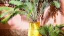 Wie gestaltet man einen mediterranen Garten?