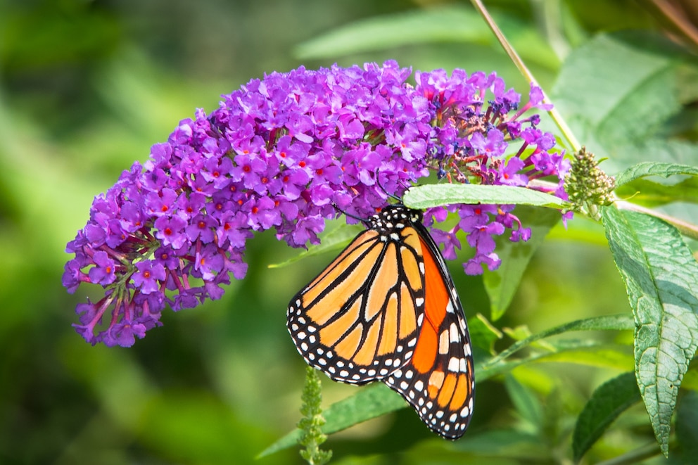 Flieder: Sommerflieder mit Schmetterling