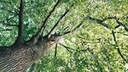 hoher Baum im Garten
