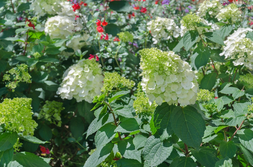 Blühende Sträucher: Rispenhortensie