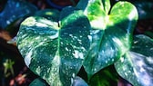 Monstera Deliciosa Thai Constellation