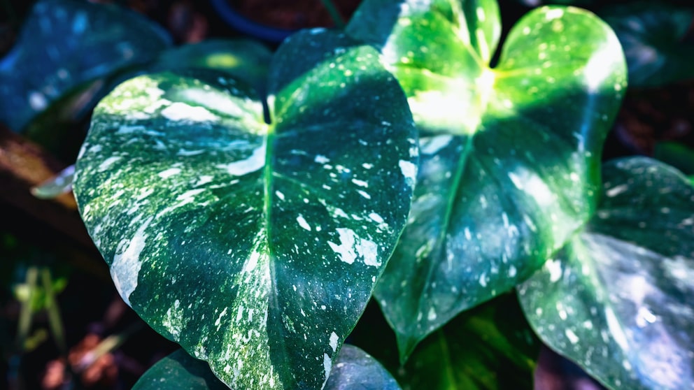 Monstera Deliciosa Thai Constellation