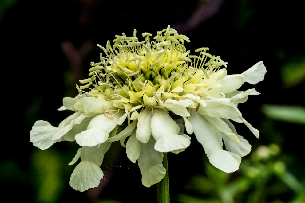 Großer Schuppenkopf für den Garten