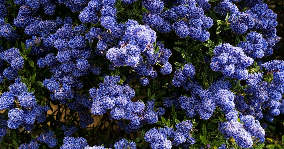 Blaue Säckelblume
