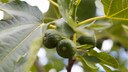 Feigenbaum richtig pflanzen, pflegen und vermehren