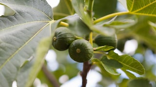 Feigenbaum richtig pflanzen, pflegen und vermehren