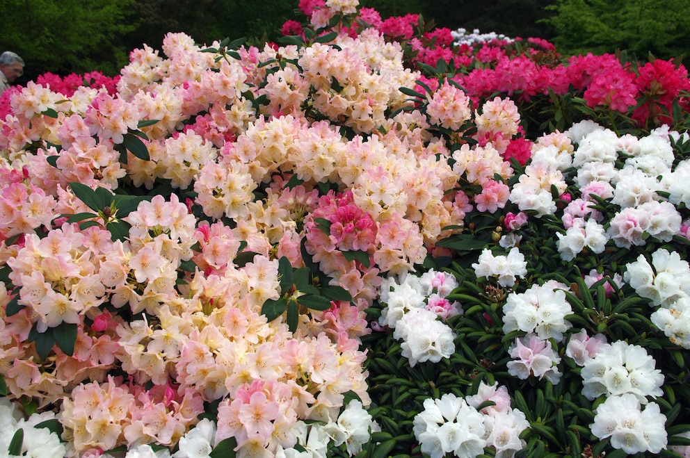 Blühende Sträucher: Rhododendron