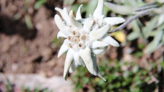 Edelweiß im Garten anpflanzen