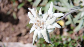 Edelweiß im Garten anpflanzen