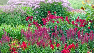 Riesenstauden Garten: Ein farbenprächtiges Staudenbeet