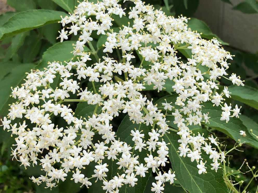 Flieder: Weiße Blüten des schwarzen Hollunders