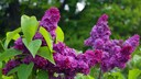 Flieder Garten: Flieder mit violetten Blüten
