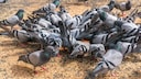 Zu häufiges Füttern von Tauben kann zu Ordnungsgeld führen