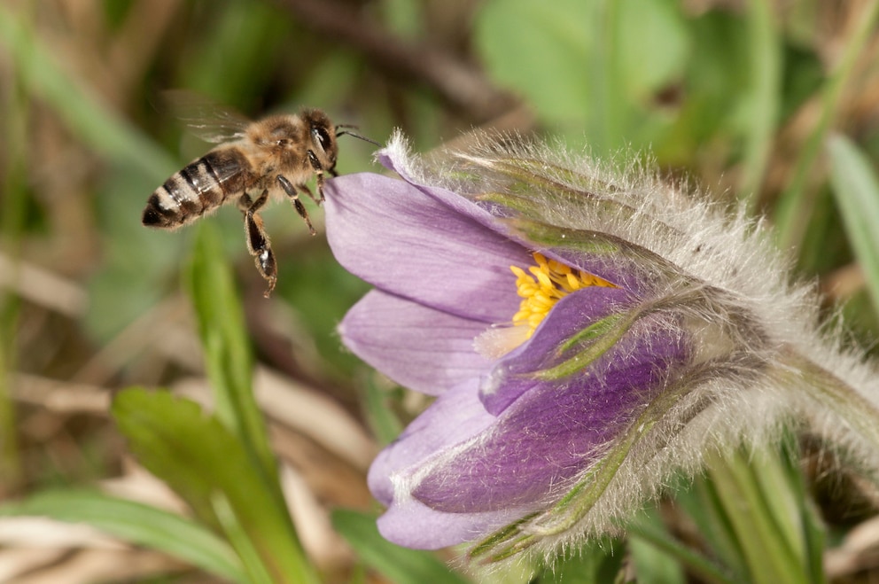 Pflanzen mit besonderen Namen: Arschcucke