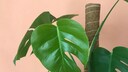 Rankhilfe für die Monstera