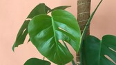 Rankhilfe für die Monstera