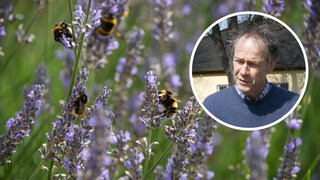 Insektenfreundlich Gärtnern