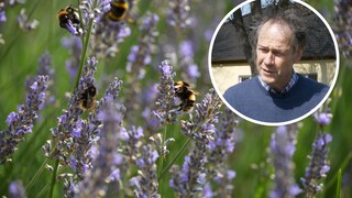 Insektenfreundlich Gärtnern