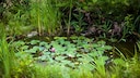 Pflanzen im sumpfigen Gartenteich
